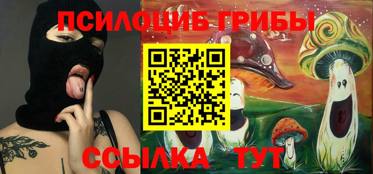 Псилоцибиновые грибы Psilocybe Междуреченск